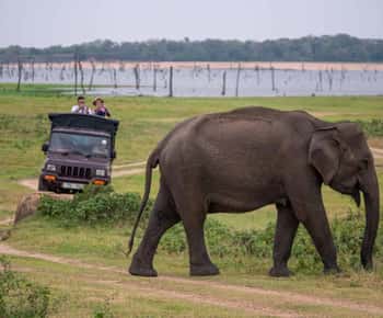 Trincomalee to Sigiriya:Rural Village Tour & Elephant Safari