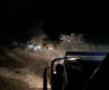 Dar es Salaam: 4-Day Mikumi & Udzungwa Tour & Night Safari