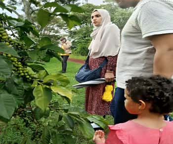 Coffee Farm Tour (Fairview)