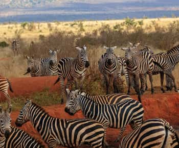 Overnight Tsavo East Safari From Mombasa/Diani (Private)