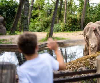 Ingresso para o zoológico de Burgers