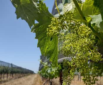 Córdoba: Wijn Tour Privado a Colonia Caroya - Día completo