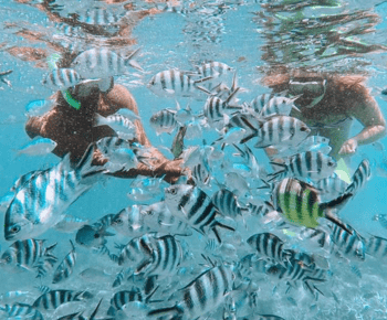 Baía Azul: Visita ao barco com fundo de vidro de Blue Bay e mergulho com snorkel