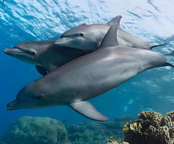 Snorkeling and swimming with dolphins in mnemba island