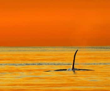 Parksville: Sunset Whale and Wildlife Adventure