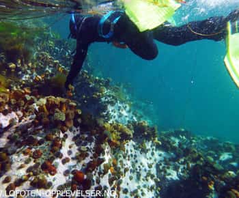 Snorkeling estivo con le foche grigie