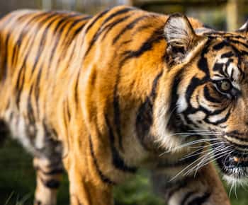 Leicestershire: Twycross Zoo belépőjegy