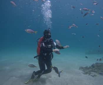 De Dubai: Experimenta Mergulho, Snorkeling com BBQ e Transfer