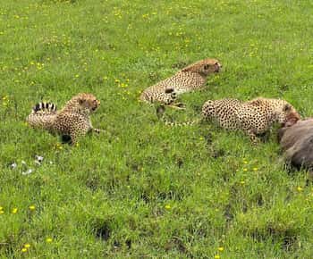Mombasa: Tsavo East National Park Day Trip with Lunch