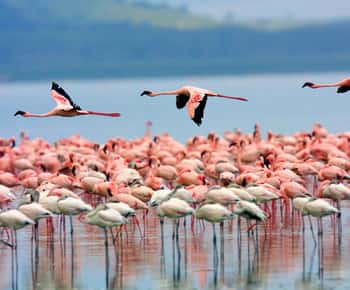 A day tour; Lake Nakuru national park and Naivasha Boat ride