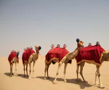 Dubai: Bedouin Camp, Dune Safari, Falcon Show & BBQ Dinner