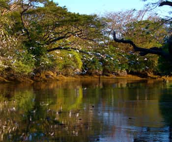 Guanacaste: Palo Verde Boat Tours