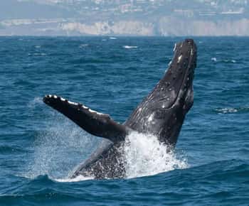 Dana Point: Excursão de observação de baleias e golfinhos