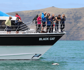 Akaroa Harbour 2 uur durende dolfijn-natuurcruise