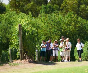 Visit and lunch at the Bouza winery