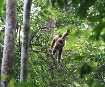 3D2N Orang-oetan expeditie:vanuit Bukit Lawang