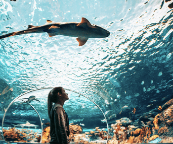 Toronto: Ripley's Aquarium of Canada Entry Ticket