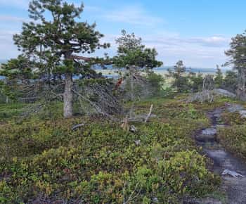 Wandern im Riisitunturi-Nationalpark