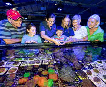 Bundaberg: Monsoon Aquatics Coral Farm Guided Tour