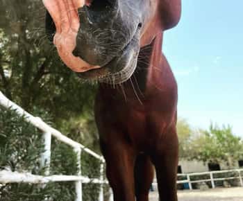 Hammamet : Randonnée à cheval sur la plage
