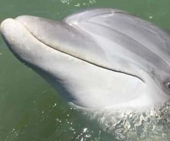 Ilha Hilton Head: Passeio de barco para observação de golfinhos durante o dia