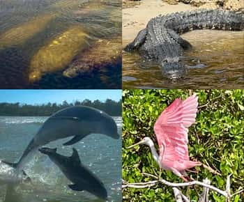 Naples, FL: Manatee, Dolphin, 10,000 Islands Beach Eco Tour