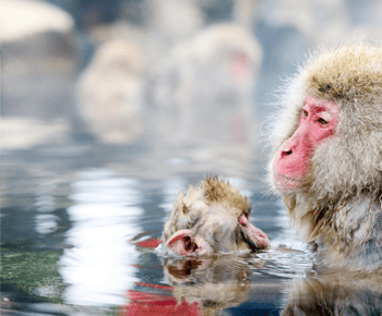 From Tokyo: Nagano, Zenkoji Temple, Snow Monkeys Day Trip.