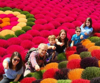 Da Hanoi: Villaggio dell'incenso di Quang Phu Cau e tour di Ninh Binh