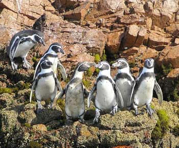 Desde Lima: Tour Ica Paracas Islas Ballesta full day