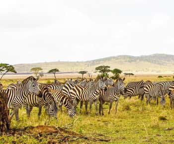 Mikumi Safari, Chizua Waterfalls & Maasai Village 3-Day Tour