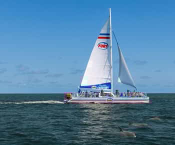 St. Augustine: Dolphin Watching Harbor Tour with Drinks