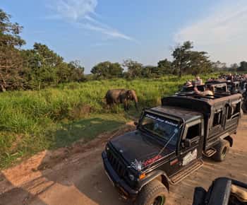 Da Kandy: tour di un giorno a Sigiriya e Dambulla con safari