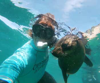 Plettenberg Bay: Schwimmen mit Robben