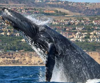 Newport Beach: Whale-Watching-Bootsfahrt mit Delfinbeobachtung