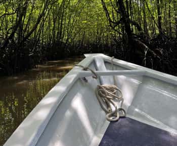 Langkawi: Crucero por los Manglares del Geoparque Mundial de la UNESCO