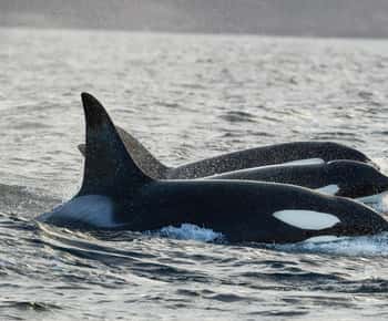 Tromsø: safari in barca riscaldata per l'avvistamento di orche e balene