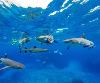 Fidji : Ultimate Encounters excursion de plongée en apnée avec déjeuner - Journée complète