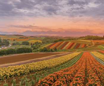 From Sapporo : Hokkaido Furano Tomita Farm Joiner Tour