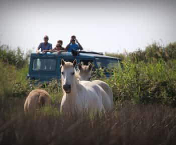Aigues Mortes: Jeep Photo Safari in Camargue