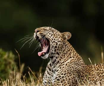 Voordelige tour: eendaagse safari naar Yala & Udawalawe met lunch