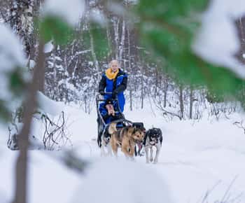 Tromsø: Dog Sledding Adventure at Camp Aspemo