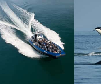 Anacortes: Whale Watching Adventure Tour Near Seattle