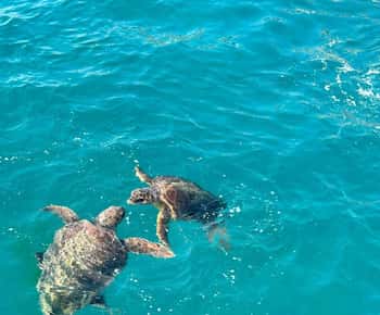 Zakynthos: Turtle Spotting Cruise with Glass-Bottom Boat