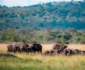 Kigali: Akagera National Park Luxury Day Trip with Boat Ride