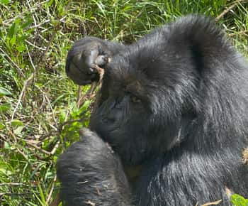 1 Day Uganda Gorilla Tracking Trip, Mgahinga Gorilla NP