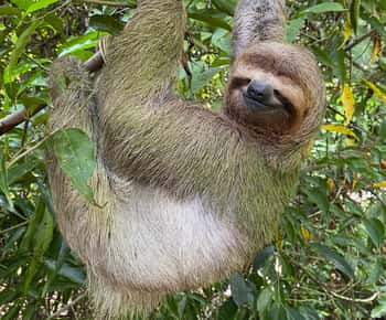 Tour guiado por el Parque Nacional Manuel Antonio (ticket de entrada incluido)