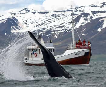 From Dalvik: Arctic Whale Watching in Northern Iceland
