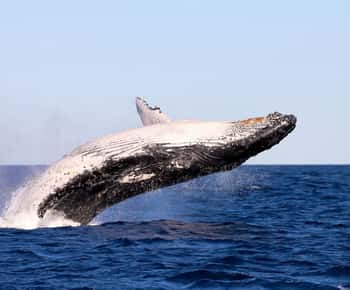 Whale Watching Discovery Tour from Lake Macquarie