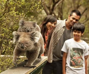 From Melbourne: Phillip Is Penguin Parade & Koala Reserve