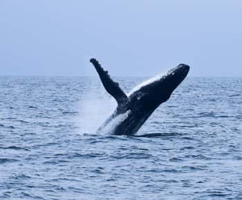 Mirissa: Passeio de barco para observação de baleias e golfinhos com pequeno-almoço
